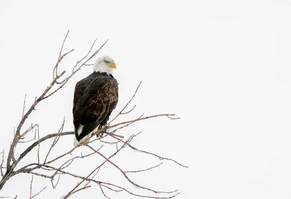Winter Manitoba Bald Eagle Dauphin Canada Cold — Stock Photo, Image