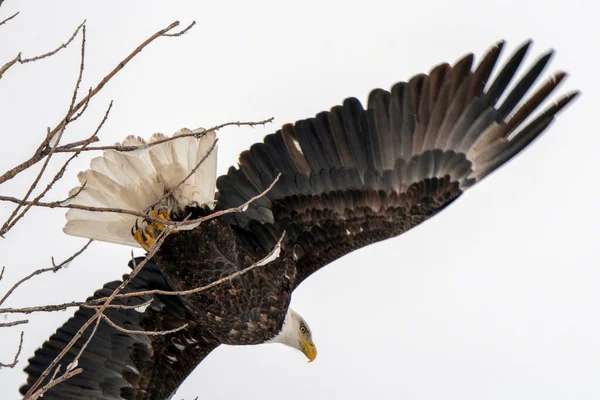 Winter Manitoba Bald Eagle Dauphin Canada Cold — Stockfoto