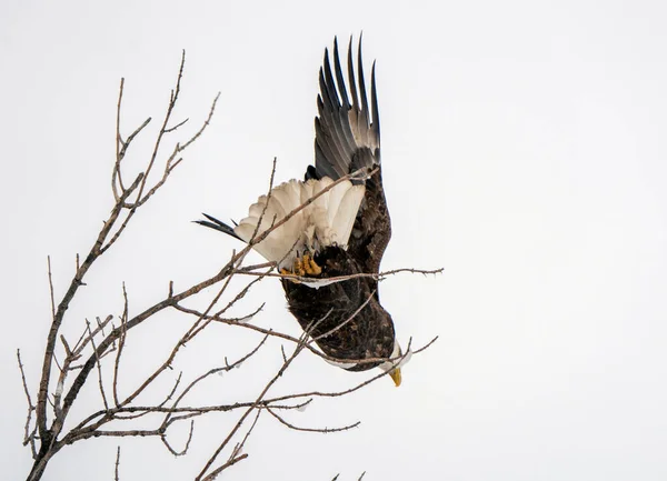 Winter Manitoba Bald Eagle Dauphin Canada Cold — Stock Photo, Image