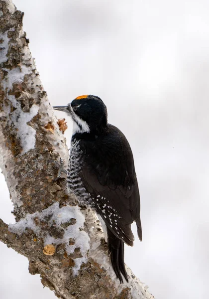 Hackspett Träd Vintern Saskatchewan Kanada — Stockfoto