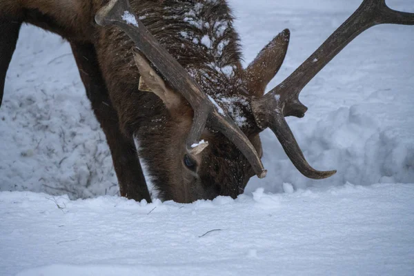 Prince Albert Nemzeti Park Saskatchewan Kanada Elk Tél — Stock Fotó