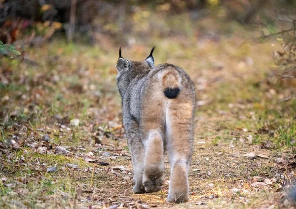 Lynx Národním Parku Wild Riding Mountain Canada Stock Obrázky