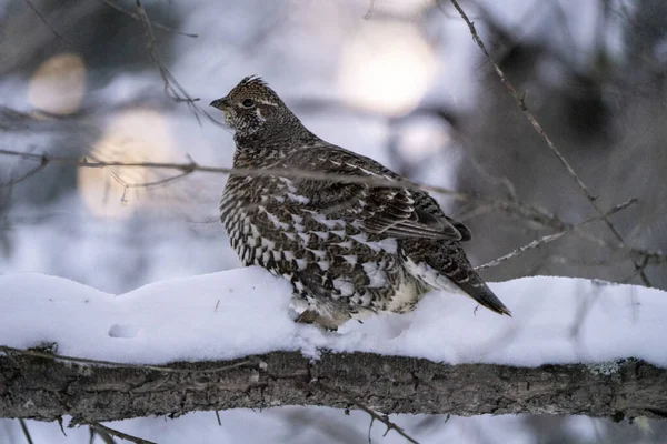 Spruce Grouse Een Boom Saskatchewan Canada Winter — Stockfoto