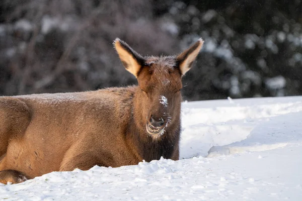 Prince Albert National Park Saskatchewan Canada Elk Winter — Foto Stock