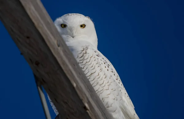 Snowy Owl Zima Saskatchewan Kanada Seděla Pól — Stock fotografie