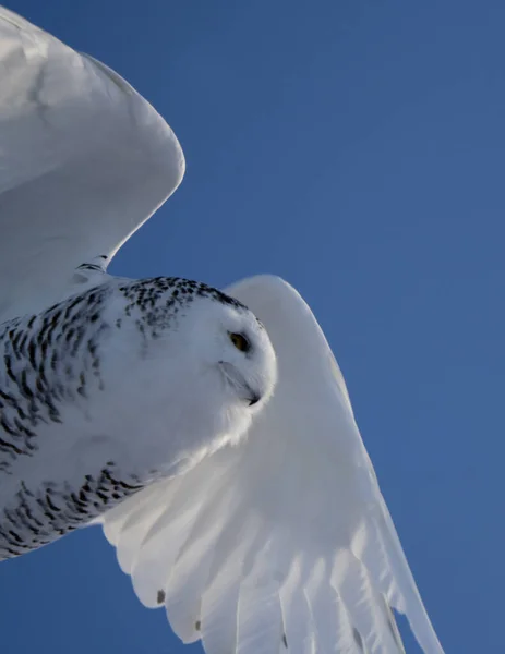 Gufo Delle Nevi Inverno Saskatchewan Canada Volo — Foto Stock
