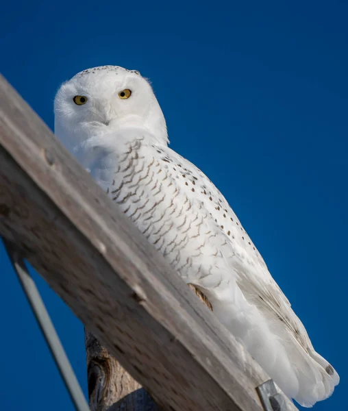 Snowy Owl Winter Saskatchewan Canada Perched Pole — 스톡 사진