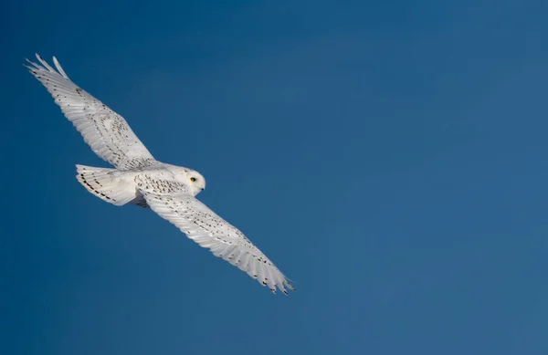 Snöig Uggla Vinter Saskatchewan Kanada Flygning — Stockfoto