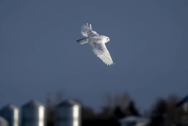Snowy Owl Winter Saskatchewan Canada Flight — Fotografia de Stock