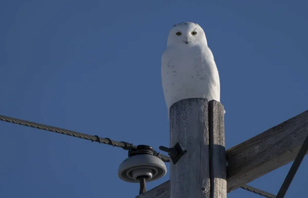 Snowy Owl Winter Saskatchewan Canada Perched Pole — Foto Stock