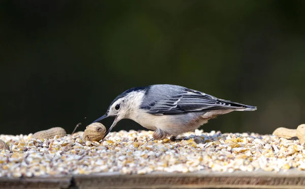 Nuthatch Alimentatore Nel Parco Alce Mascella Saskatchewan Canada — Foto Stock