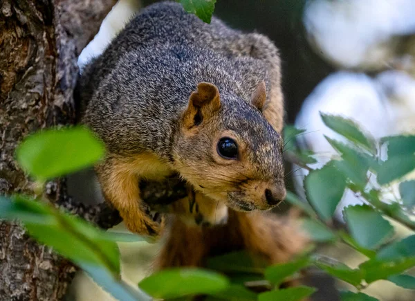 Squirrel Tree Close Saskatchewan Canada Summer — Stock Photo, Image