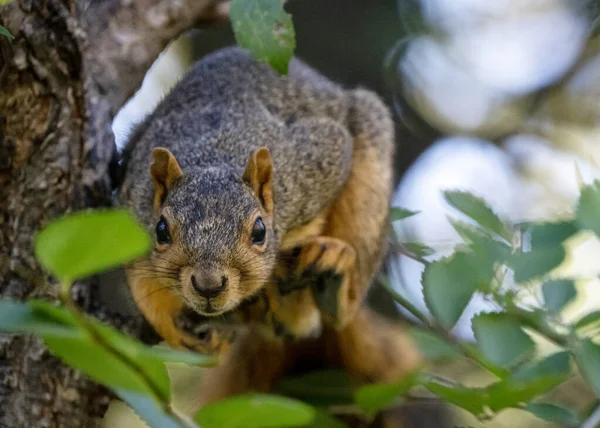 Squirrel Tree Close Saskatchewan Canada Summer — Stock Photo, Image
