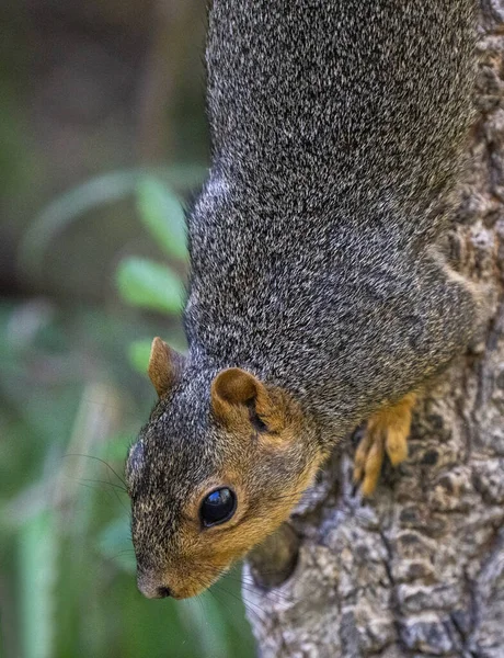 Squirrel Tree Close Saskatchewan Canada Summer — Stock Photo, Image