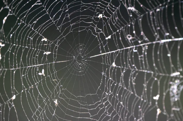 Spider Web Közelkép Fény Ragyog Nagy Részletességgel — Stock Fotó