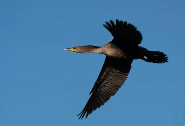 Cormorants Lake Saskatchewan Canada Prairie Wildlife — Stock Photo, Image