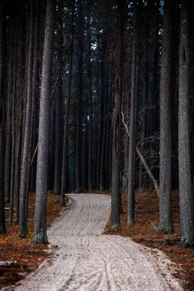 Pine Forest Cypress Hills Interprovincial Park Saskatchewan Alberta — Stockfoto