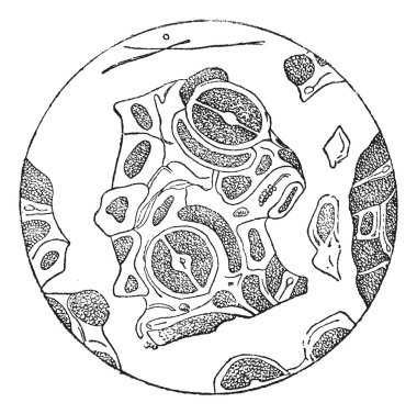 Leaf Fragments as Seen under a Microscope, vintage engraving clipart