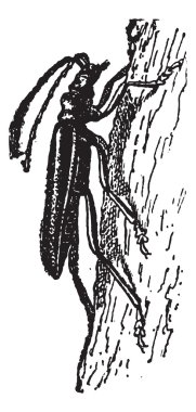 clytus rhamni, antika gravür