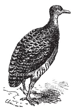 tinamou veya rhynchotus sp., antika gravür