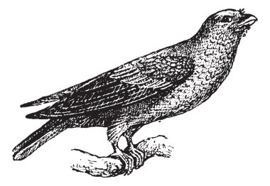 geniş gagalı rulo veya eurystomus glaucurus, antika gravür