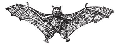 Mısır rousette veya rousettus aegyptiacus, antika gravür