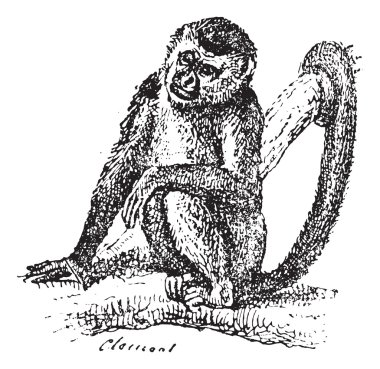 Squirrel Monkey or Saimiri sp., vintage engraving clipart