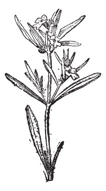 Savory veya satureja acinos vintage oyma