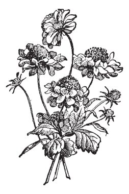 scabiosa veya scabious vintage oyma