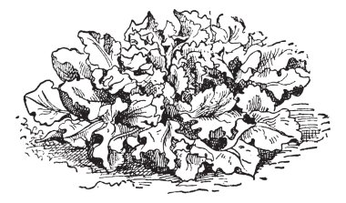 dikenli marul veya lactuca serriola, antika gravür