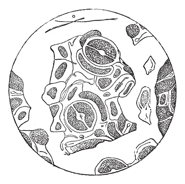 Listy fragmenty pozorovaný pod mikroskopem, vintage gravírování — Stockový vektor