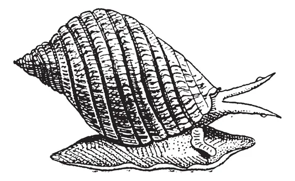 Common Periwinkle or Winkle, vintage engraving. — Stok Vektör