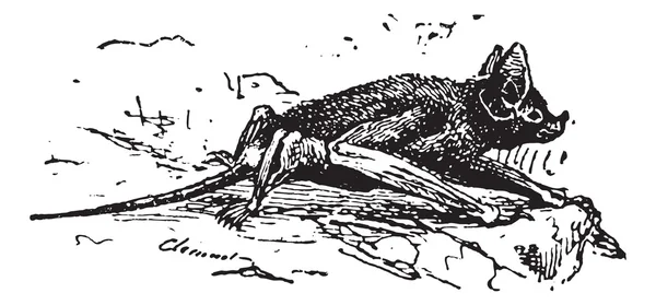 Murciélago de cola de ratón o Rhinopoma sp., grabado vintage — Vector de stock