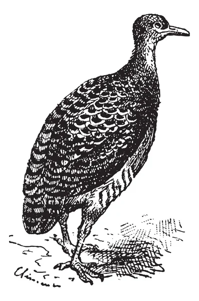 Tinamou ou Rhynchotus sp., gravure vintage — Image vectorielle