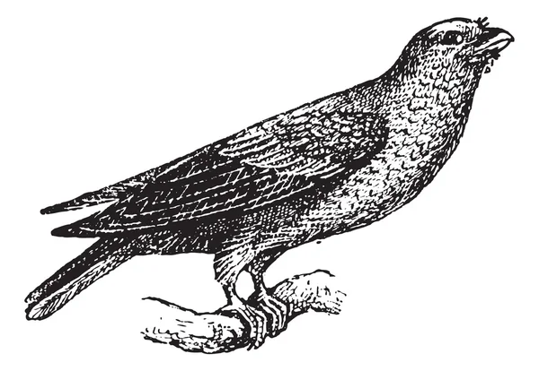 geniş gagalı rulo veya eurystomus glaucurus, antika gravür