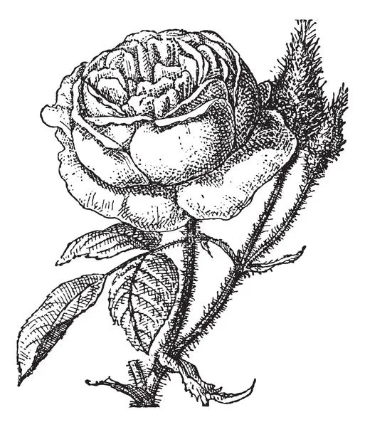 苔藓玫瑰或半枝莲、 复古雕刻 — 图库矢量图片