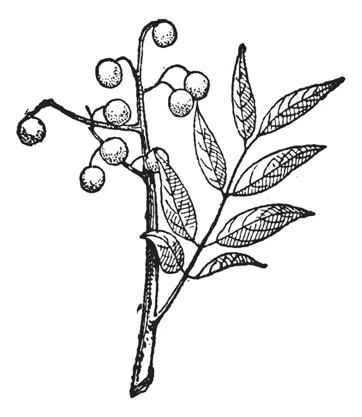 Albero dorato o Koelreuteria paniculata incisione vintage — Vettoriale Stock