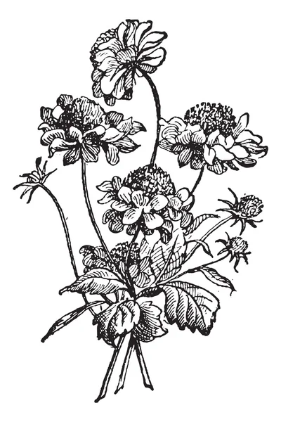 Scabiosa veya scabious vintage oyma — Stok Vektör