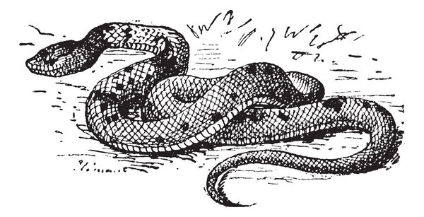 Сказочная корона, винтажная гравировка
.