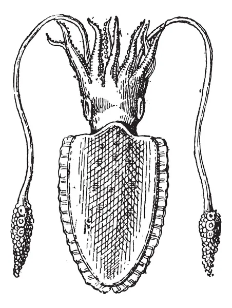 오징어 또는 Teuthida, 빈티지 조각 — 스톡 벡터