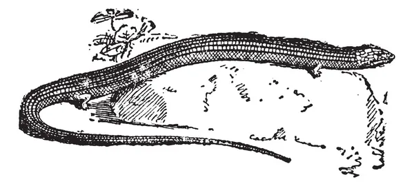 Сепс, змея из средневековых бестиариев, винтажная гравировка . — стоковый вектор