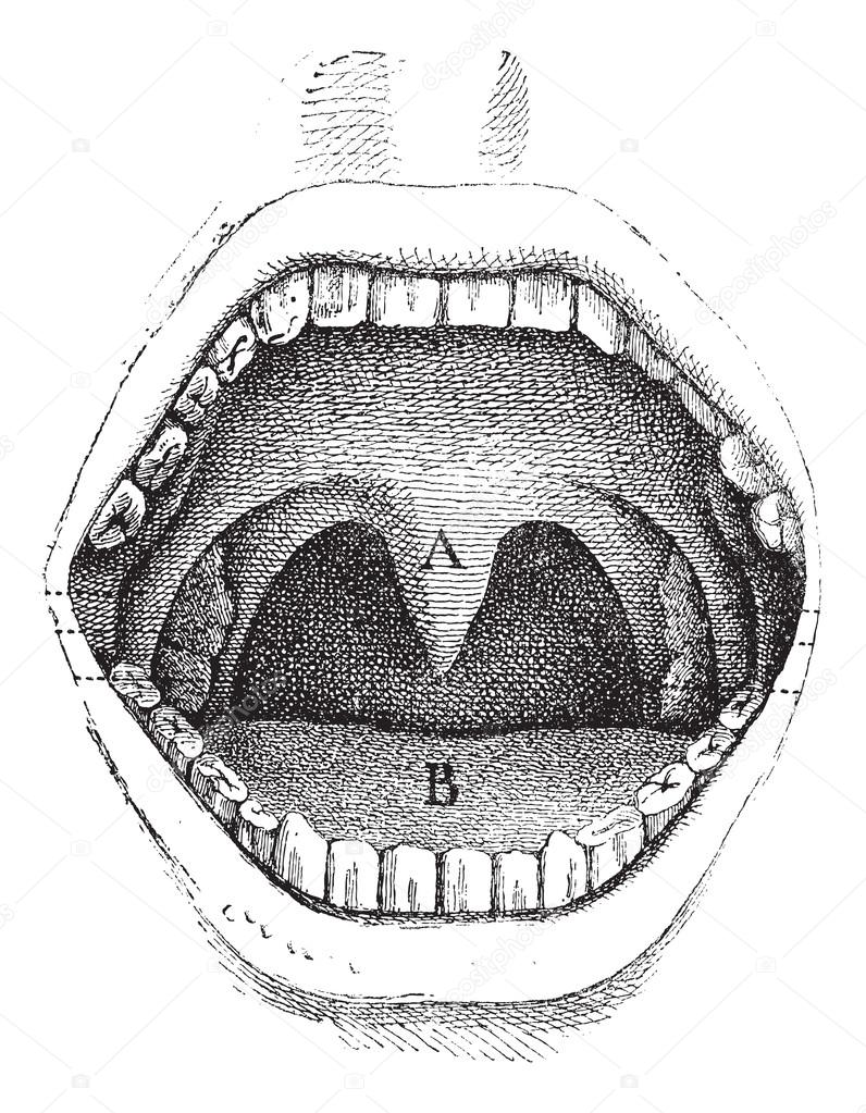 Fig. 182. Illustration of the inside of a human mouth, vintage e