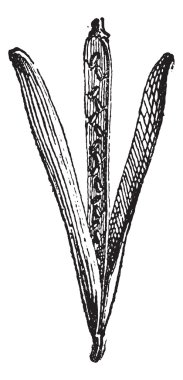 silique veya Jovinus'a, antika gravür.