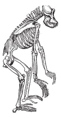 Skeleton of Gorilla vintage engraving clipart