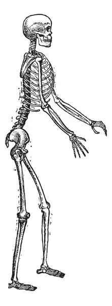 Skelet van een man vintage gravure — Stockvector