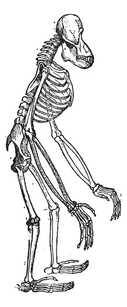 Skelett av orangutang vintage gravyr — Stock vektor