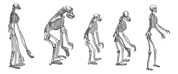 La comparaison des plus grands squelettes de singes avec le squelette humain vi — Image vectorielle