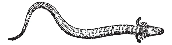 Gravure vintage Sirenidae ou sirène (animale) — Image vectorielle