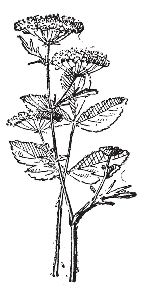 Sison (planta) grabado vintage — Vector de stock