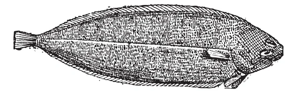 Linguado legítimo ou Solea solea gravura vintage — Vetor de Stock